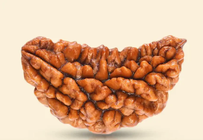 1 Mukhi Rudraksha